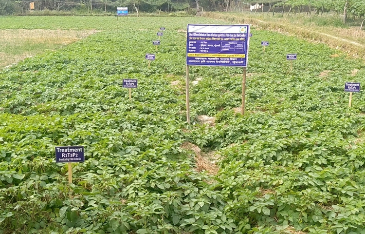 কৃষি বিভাগ সূত্রে জানা যায়, বিগত বছরের থেকে এ বছর কৃষকরা বেশি জমিতে আলুর আবাদ করেছেন। ছবি: আব্দুস সালাম আরিফ