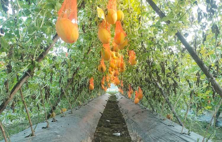বন্যার ক্ষত শেষ হওয়ার পর আবার গ্রীষ্মকালীন তরমুজ চাষ শুরু করেছেন। কিছুদিন পর জমি থেকে তরমুজ তুলে বাজারে বিক্রি শুরু করবেন।