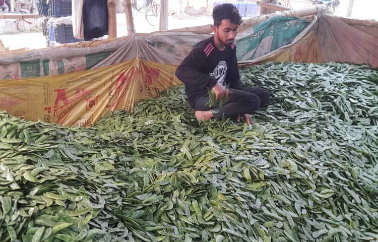 শিমের ব্যাপারী, আড়তদার ও ব্যবসায়ীরা চাষিদের সঙ্গে শিমের আকারভেদে দরদাম করে কেনাবেচা করছেন। প্রতিটি আড়তে শিমের স্তূপ।