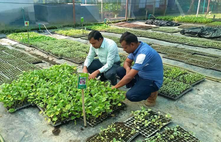 বর্তমানে নার্সারিতে প্লাস্টিকের ট্রের মধ্যে নারকেলের ছোবড়া, জৈব সার ও অনুখাদ্যের সংমিশ্রণে পানি ও সামান্য ছত্রাকনাশকের মাধ্যমে প্রায় ২৯ ধরনের সবজি ও ফলের চারা তৈরি হচ্ছে।