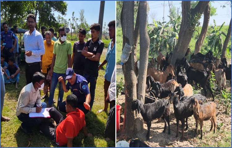 অভিনব কায়দায় জোরপূর্বক ছাগলের পেটে পানি ঢুকিয়ে বিক্রি করে আসছিল একদল অসাধু ব্যাপারি। এ ধরনের প্রতারণার তথ্য পেয়ে অভিযান চালিয়ে ৯ জনকে আটক করে বিভিন্ন মেয়াদে সাজা দিয়েছেন ভ্রাম্যমাণ আদালত। ছবি: জাহিদ পাটোয়ারী
