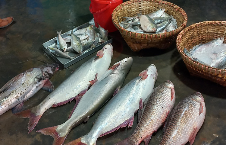 দেশের দক্ষিণাঞ্চলের সবচেয়ে বড় ইলিশের অবতরণ কেন্দ্র চাঁদপুর বড়স্টেশন মাছঘাটে তলানিতে নেমেছে ইলিশের সরবরাহ।