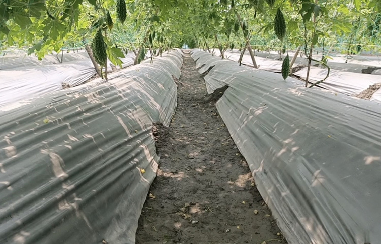 মাসুদের দেখাদেখি আশপাশের কৃষকদের মাঝেও আগ্রহ বাড়ছে।