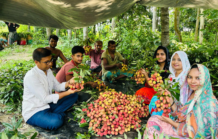 এই স্বীকৃতি মূলত প্রমাণ করে, হাজরাপুর অঞ্চলের ভূপ্রাকৃতিক বৈশিষ্ট্য, আবহাওয়া এবং স্থানীয় কৃষি-পদ্ধতির সম্মিলনে উৎপন্ন লিচু অন্য যে কোনো অঞ্চলের লিচু থেকে স্বতন্ত্র এবং উৎকৃষ্ট। ফলে এখন এই লিচুকে কেন্দ্র করে একটি পূর্ণাঙ্গ বাণিজ্যিক চেইন গড়ে তোলার বিশাল সুযোগ সৃষ্টি হয়েছে।