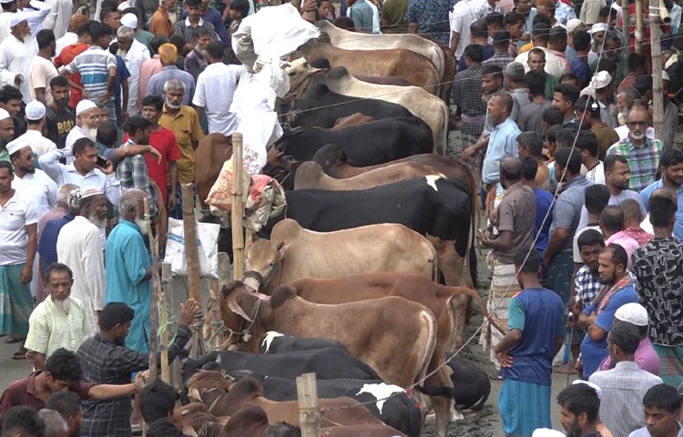 নাজিরপুর উপজেলার দিঘিরজান পশুর হাটজুড়ে উৎসবমুখর পরিবেশ। জেলার সবচেয়ে বড় হাট হওয়ায় আশপাশের এলাকা থেকে আসা বহু ক্রেতা ও বিক্রেতায় কানায় কানায় পূর্ণ হয়ে উঠেছে পুরো বাজার। ট্রাকে করে এসেছে নানা আকার-আকৃতির গরু। বিক্রেতারা সারি বেঁধে পশু সাজিয়ে ক্রেতার অপেক্ষায়। চারপাশে ভেসে বেড়াচ্ছে দাম হাঁকার শব্দ, তবুও বিক্রি খুব একটা চোখে পড়ছে না।