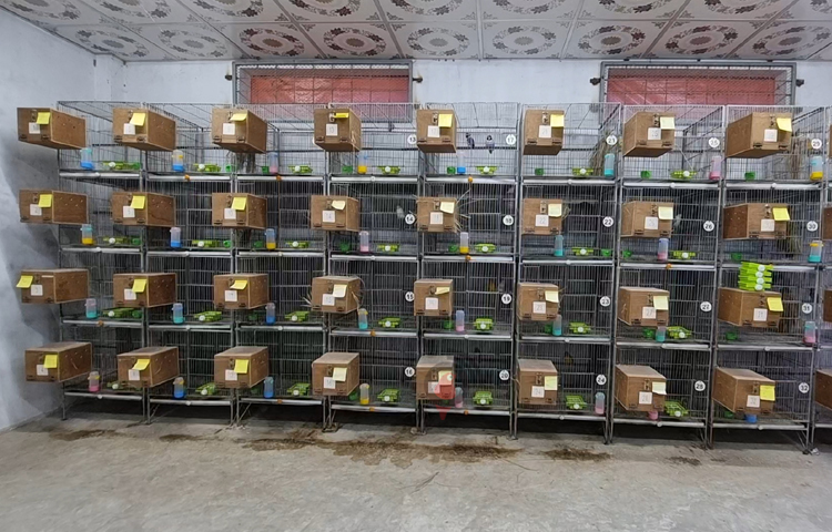 খাঁচার সামনে ১০ ইঞ্চি দৈর্ঘ্য, ৮ ইঞ্চি প্রস্থ ও সাড়ে ৭ ইঞ্চি উচ্চতার কাঠের বাক্স বসানো হয়েছে। এই বাক্সগুলোর মধ্যে ৩৬টি পাখি ডিম পেড়েছে। কিছু পাখির ছানা আবার একত্রিত করে দুটি ছোট খাঁচার মধ্যে রাখা হয়েছে। এখান থেকে বাচ্চাদের খাবার খাওয়াচ্ছিলেন আরিফুজ্জামান খান। ছবি: বিধান মজুমদার অনি