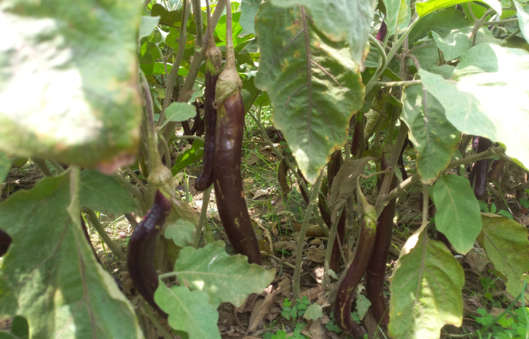 রাজবাড়ীতে বেগুনের ন্যায্যমূল্য পাচ্ছেন না চাষিরা। এজন্য হতাশা প্রকাশ করেছেন তারা। পাইকারে যে বেগুন তিন টাকা কেজি, খুচরা বাজারে আসার পরে তা হয়ে যাচ্ছে ২০ টাকা। ছবি: রুবেলুর রহমান