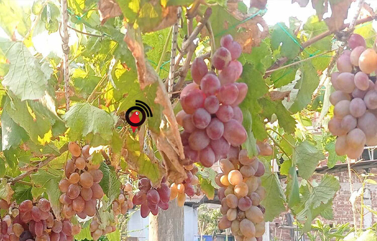 প্রথমদিকে বাগান নিয়ে সংশয়ে থাকলেও ফলন আসায় বেশ খুশি এমাদ উদ্দিন। ছবি: এম মাঈন উদ্দিন