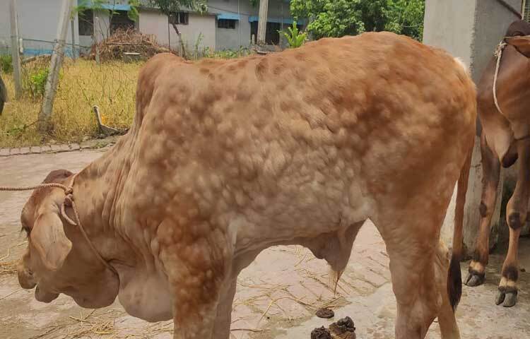 জয়পুরহাটে গরুর লাম্পি স্কিন ডিজিজের (এলএসডি) প্রাদুর্ভাব বেড়েছে। এ জেলার পাঁচটি উপজেলার প্রায় প্রতিটি গ্রামের খামার ও গৃহস্থের গরুতে দেখা দিয়েছে এ রোগ। ছবি: জাগো নিউজ