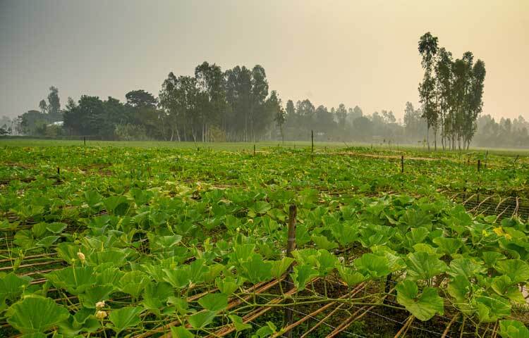 শীতকালীন সবজি বিক্রি করে বেশি লাভবান হওয়ার স্বপ্ন এখন কৃষকের চোখে। আবহাওয়া অনুকূলে থাকলে এবারও জেলায় বাম্পার ফলন হওয়ার আশা তাদের।