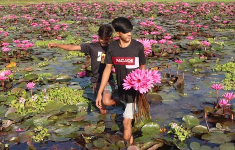 স্থানীয়রা বলছেন, বিগত সময়ে কখনোই একসঙ্গে এতো শাপলা তারা দেখেননি। এবার বন্যার পানি কমার সঙ্গে সঙ্গে দৃশ্যমান হয় হাজার হাজার শাপলা গাছ।