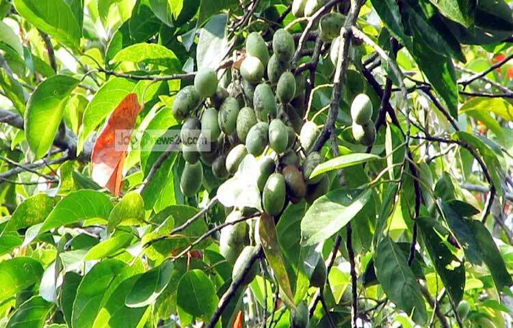 জলপাই ওজন কমাতে সাহায্য করে। অন্য খাবারে বিদ্যমান স্যাচুরেটেড ফ্যাটের বদলে যখন জলপাইয়ের মোনো-স্যাচুরেটেড ফ্যাট গ্রহণ করা হয়, তখন তা দেহের ভেতরের ফ্যাট সেলকে ভাঙতে সাহায্য করে। জলপাইয়ের তেলেও রয়েছে লো কোলেস্টেরল যা ওজন কমায়। একইসঙ্গে ব্লাডপ্রেশার কমাতেও  সহায়ক।