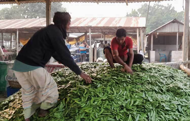 আড়তজুড়ে শিম বেচাকেনার মহাকর্মযজ্ঞ চলছে। শত শত ভ্যান, পাওয়ার ট্রলি, অটোরিকশা, মোটরসাইকেলসহ বিভিন্ন যানবাহনে কৃষকরা শিম আড়তে আনছেন।