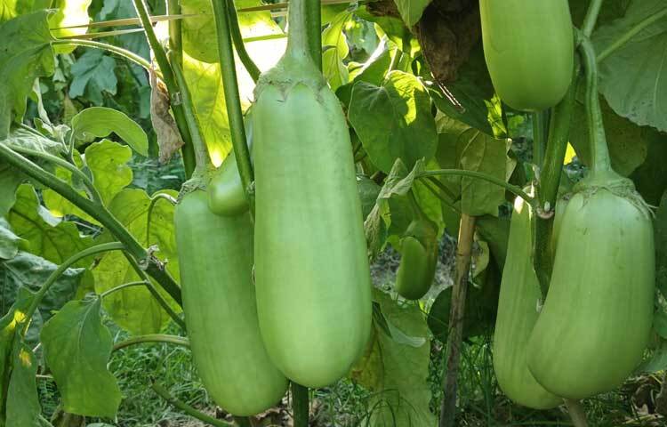 বেগুনটি দেখতে অনেকটা লাউয়ের মতো। একটি বেগুনের ওজন কমপক্ষে এক থেকে দেড় কেজি।