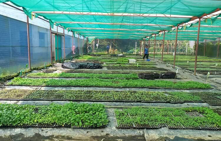 নার্সারির শেডে তাপমাত্রা নিয়ন্ত্রণ এবং রোগ-জীবাণু ও মশা-মাছি প্রতিরোধের ব্যবস্থা থাকায় এসব চারায় রোগবালাই নাই বললেই চলে। তাছাড়া এসব চারা রোপণের পর দ্রুত বেড়ে ওঠা এবং ফলন ভালো হওয়ায় দিন দিন বাড়ছে চাহিদা।