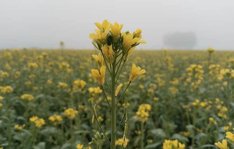 জেলা কৃষি অফিস সূত্রে জানা যায়, গত বছর জেলার ৭ উপজেলায় ৭১ হাজার ২৫০ হেক্টর জমিতে সরিষা আবাদ করা হয়েছিল। এ বছর জেলায় আবাদ করা হয়েছে ৬৩ হাজার ২ হেক্টর জমিতে।