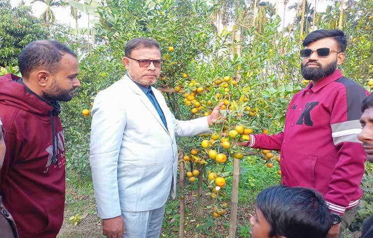 বাড়ির আঙিনায় চায়না জাতের কমলার বাগান করে বাজিমাত করেছেন শিক্ষক খলিলুর রহমান। এ দৃশ্য দেখতে বাড়িতে ভিড় করছে মানুষ।