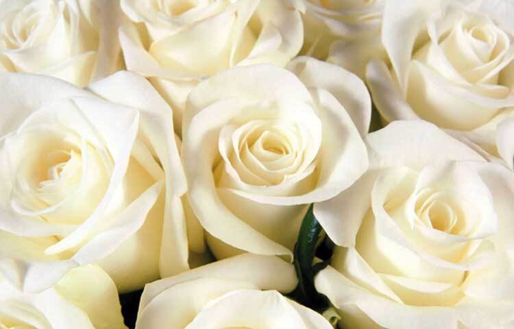 সাদা গোলাপের মধ্যে স্নিগ্ধ ভাব রয়েছে। বিশুদ্ধতা ও পবিত্রতার ক্ষেত্রে সাদা গোলাপ দেওয়া হয়ে থাকে। যার অর্থ সত্য এবং পবিত্র। সাদা ফুল নতুন কিছু শুরু করার কথা বোঝাতেও ব্যবহার করা হয়।