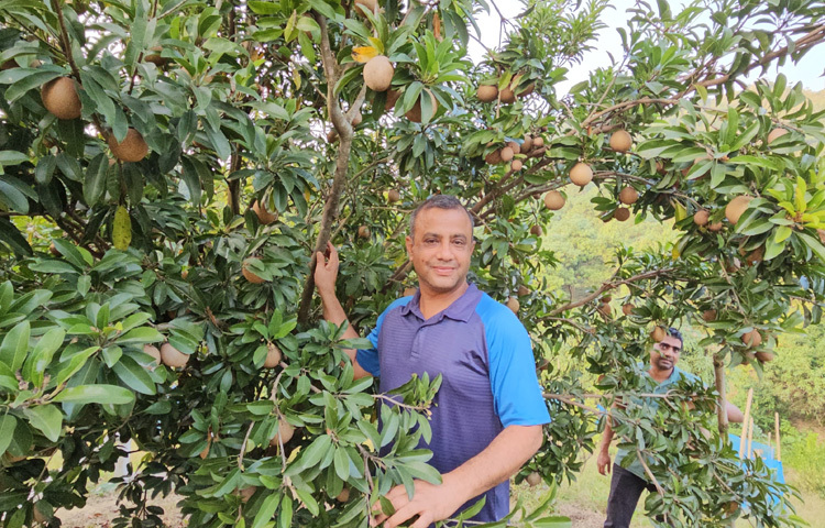 ভিনদেশি সফেদা চাষ করে সফলতা পেয়েছেন তরুণ এই কৃষি উদ্যোক্তা।