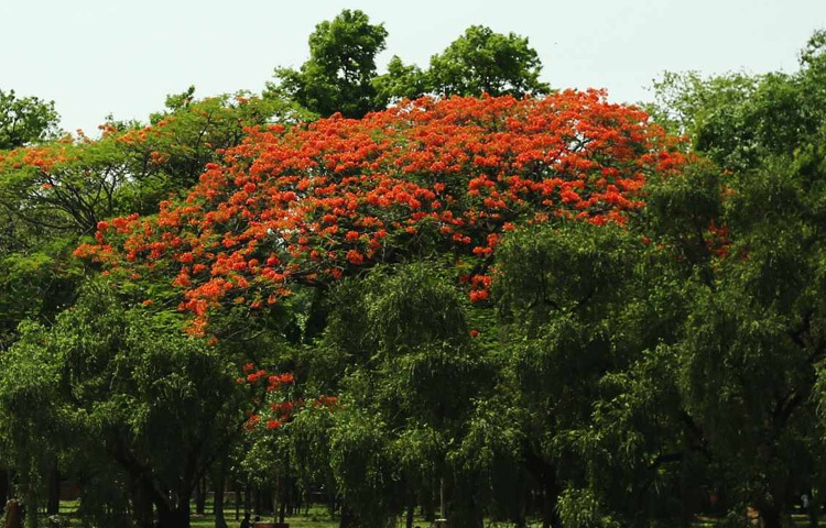 দাবদাহ যতই তীব্র হোক, প্রকৃতি কখনো রূপ হারায় না; বরং নিজের ব্যথাকেই সে রাঙিয়ে তোলে অনন্য সৌন্দর্যে।