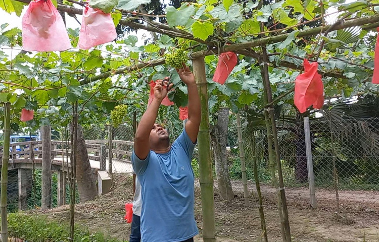 মাত্র ২০ শতক জমিতে আঙুর চাষ করেছেন তিনি। তার সংগ্রহে এখন পর্যন্ত ১৮ দেশের ৮৫টি জাতের আঙুর গাছ আছে। এরই মধ্যে ফলন ভালো হওয়ায় আঙুর বাজারজাত করেছেন।