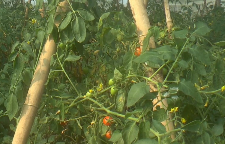 সখীপুর উপজেলার নামদারপুর গ্রামের গৃহিণী রুমা আক্তার পলিনেট হাউজে টমেটোর আবাদ করে তাক লাগিয়ে দিয়েছেন। তার দেখাদেখি অনেকেই স্বপ্ন দেখছেন সবজি আবাদে।