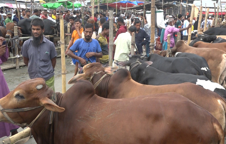 বিক্রেতারা বলছেন, হাটে আগত লোকজন শুধু পশু দেখে ও দাম জেনে চলে যাচ্ছেন। কিন্তু যারা কিনবেন বলে আশা করা হচ্ছিল, তারা এখনো সিদ্ধান্তে আসছেন না।