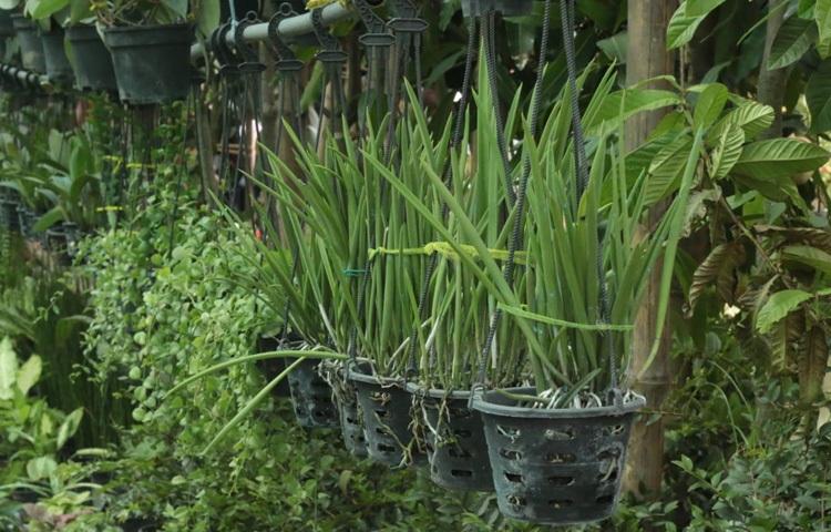 বিশেষ করে ভান্ডা বা ডেনড্রোবিয়াম প্রজাতির অর্কিডগুলো বাংলাদেশের আবহাওয়ায় বেশ মানিয়ে নেয়।
