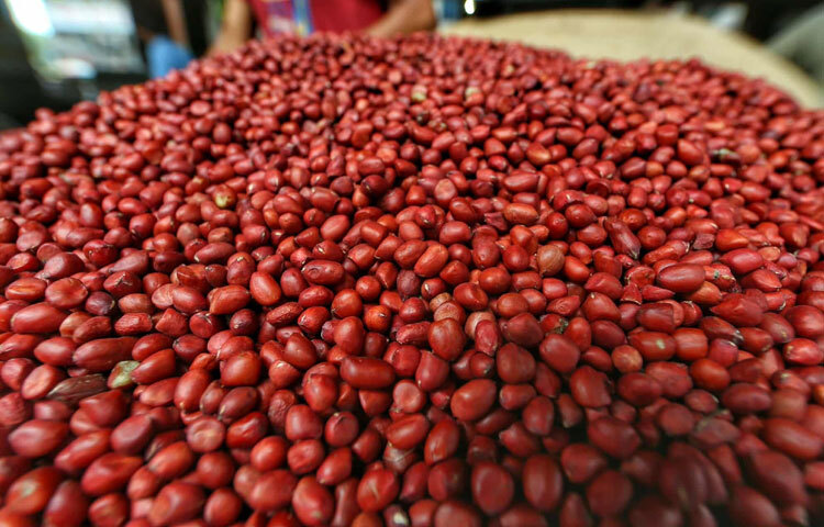 বর্তমানে দেশে ব্যাপক হারে হাইব্রিড জাতের বাদাম চাষ হচ্ছে। অধিক ফলন, আকর্ষণীয় আকার এবং দ্রুত উৎপাদনের কারণে কৃষকেরাও হাইব্রিড বাদামের দিকেই ঝুঁকছেন। এর ফলে বাজারে দেশি বাদামের উপস্থিতি দিন দিন কমে যাচ্ছে। কিন্তু দেশি লাল বাদামের স্বাদ, ঘ্রাণ ও পুষ্টিগুণ আজও অমলিন।