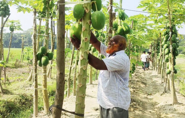 প্রথম মৌসুমেই ভালো ফলন ও বাজারমূল্য পেয়ে উৎসাহিত হন তিনি। বর্তমানে মোস্তফা কামালের ১ একর জমিতে পেঁপে চাষ হচ্ছে। পাশাপাশি বাগানেই ঘেরে মাছ চাষ করে সফলতার দেখা পেয়েছেন। তার দেখাদেখি অনেকেই পেঁপে চাষে উদ্বুদ্ধ হয়ে এলাকায় করছেন বাগান।