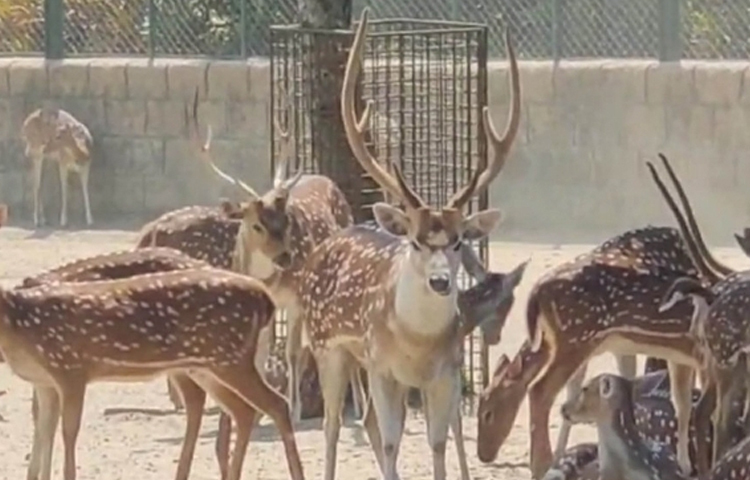 গাজীপুরের শ্রীপুরের বঙ্গবন্ধু শেখ মুজিব সাফারি পার্কে কোটি টাকা মূল্যের ৫০টি চিত্রা হরিণ উপহারস্বরূপ দিয়েছে গ্রিন ভিউ গলফ রিসোর্ট কর্তৃপক্ষ। ছবি: আমিনুল ইসলাম