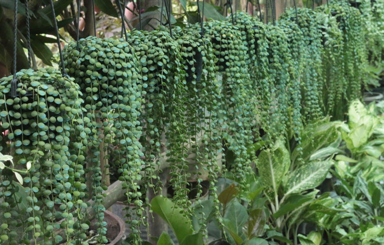 নার্সারি মালিকদের মতে, অর্কিড এখন আর শুধুই শখের বিষয় নয়, বরং শহরের ব্যস্ত জীবনে একটুকরো প্রশান্তি খুঁজে নেওয়ার মাধ্যম।