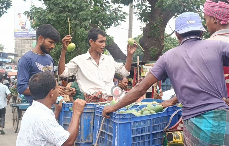 কৃষি সম্প্রসারণ অধিদপ্তরের তথ্য মতে, এ বছর জেলায় ১৯ হাজার ৬০২ হেক্টর জমিতে আম চাষ হচ্ছে। উৎপাদনের লক্ষ্যমাত্রা ধরা হয়েছে ২ লাখ ৬০ হাজার ৩১৫ মেট্রিক টন। ছবি: সাখাওয়াত হোসেন
