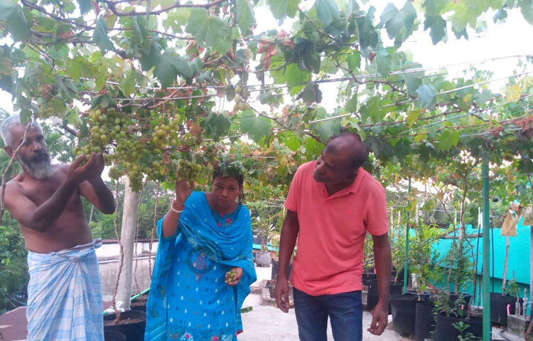 অন্যদিকে  সীতাকুণ্ডে প্রথম আঙুর চাষে ছাদ বাগানের সফলতা দেখে উচ্ছ্বসিত কৃষি বিভাগও। ছবি: এম মাঈন উদ্দিন