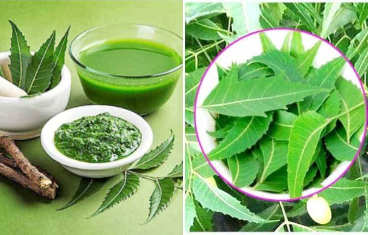 কেটে গেলে বা পুড়ে গেলে ক্ষত স্থানে এই পাতার রস ওষুধের মতো কাজ করে। ছবি: সংগৃহীত