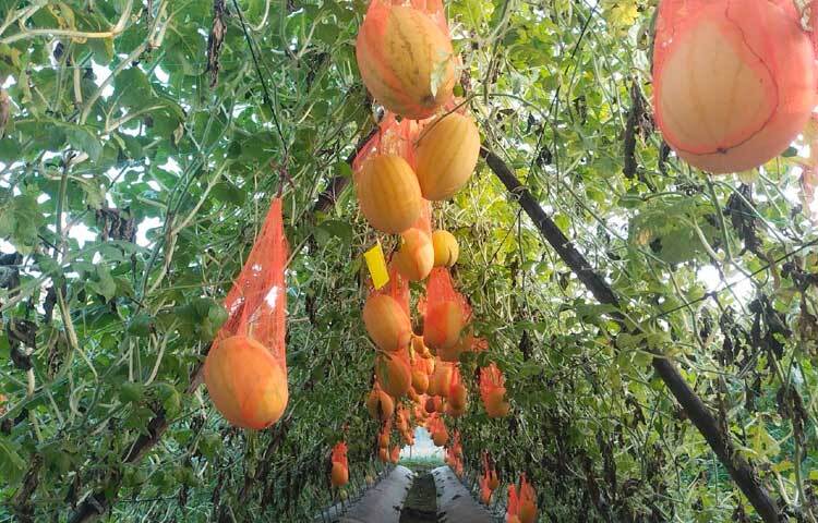 জানা গেছে, মিরসরাই উপজেলার খৈয়াছড়া ইউনিয়নের মসজিদিয়া গ্রামের বাসিন্দা ইকবাল হোসেন পুরো এলাকার মানুষের মাঝে আইডল। তার দেখাদেখি আরও অনেকে গ্রীষ্মকালীন তরমুজসহ নানা ধরনের ফসল চাষে আগ্রহী হয়েছেন।