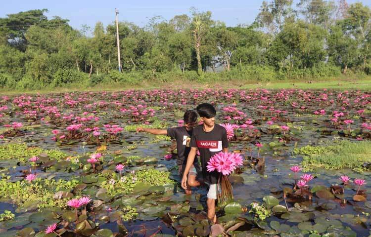 কুমিল্লা-চাঁদপুর আঞ্চলিক মহাসড়ক লাগোয়া হওয়ায় প্রতিদিন দূরদূরান্ত থেকে ছুটে আসছেন শত শত প্রকৃতিপ্রেমী মানুষ।