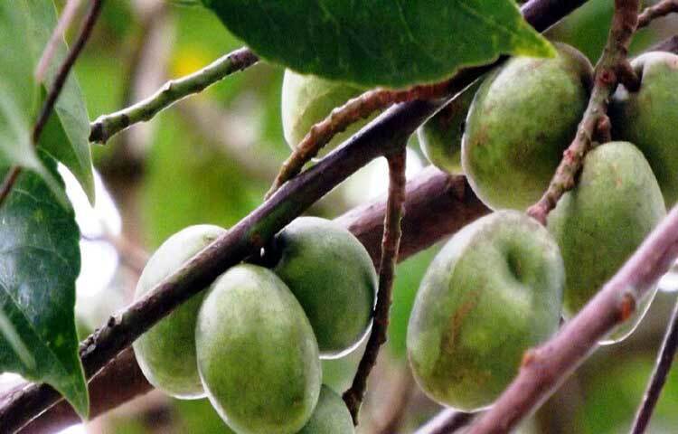 আবহাওয়া পরিবর্তনের কারণে শীতকালে জ্বর, ঠান্ডা-কাশি, সর্দি-জ্বরের প্রকোপ বেড়ে যায়। এসব সমস্যা থেকে মুক্তি পেতে ইমিউনিটি বাড়ায় এমন খাবার খেতে হয়। জলপাই এমনই একটি খাবার। অর্থাৎ শীতে জলপাই খেলে রোগ প্রতিরোধ ক্ষমতা বৃদ্ধি পায়।