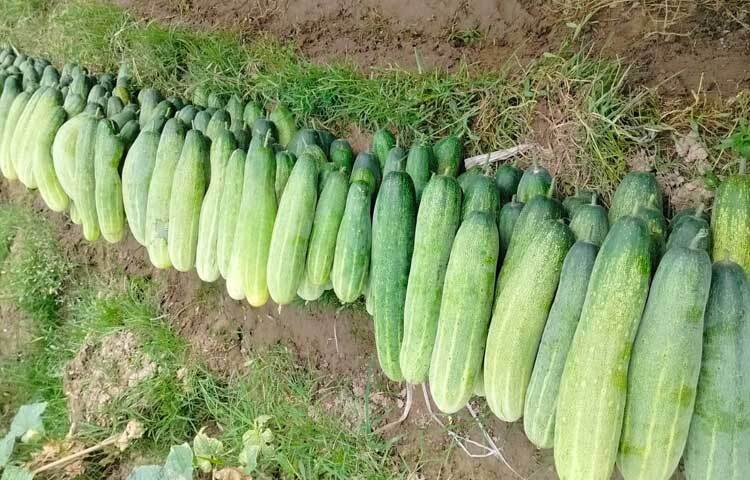 অন্যদিকে এবার সবজির দামও বেশ চড়া। ফলে কৃষকরা শসা বিক্রি করে বেশ লাভবান হচ্ছেন।