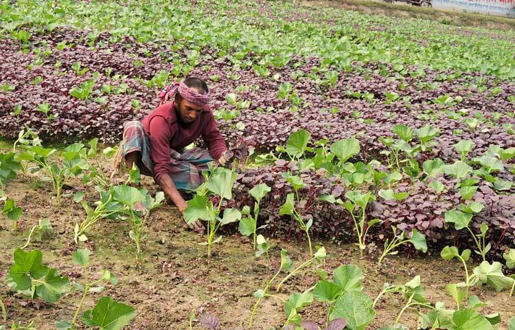 জসিম ছাড়া কৃষি কাজে ব্যস্ত সময় পার করছেন একই ওয়ার্ডের মিজমিজি দক্ষিণপাড়া এলাকার মৃত রজ্জব আলীর ছেলে মো. মজিবুর রহমান। ৫৫ বছর বয়সী এই কৃষক দীর্ঘ ১৫ বছর ধরে চাষাবাদ করছেন।