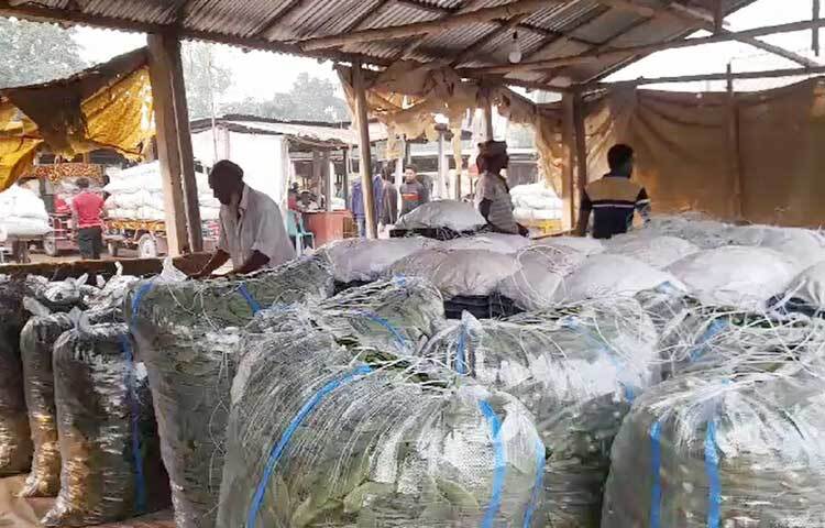 অন্যান্য বছর আগাম শিমের ভরা মৌসুমে আড়তে প্রতিদিন দুই থেকে আড়াই কোটি টাকার শিম বেচাকেনা হলেও এবার দফায় দফায় প্রবল বষর্ণের ফলে আগাম শিমের ফলন কিছুটা বিপর্যয় হয়েছে। ফলে গত ১০ বছরের মধ্যে এবার শিমের উৎপাদন কম হয়েছে।