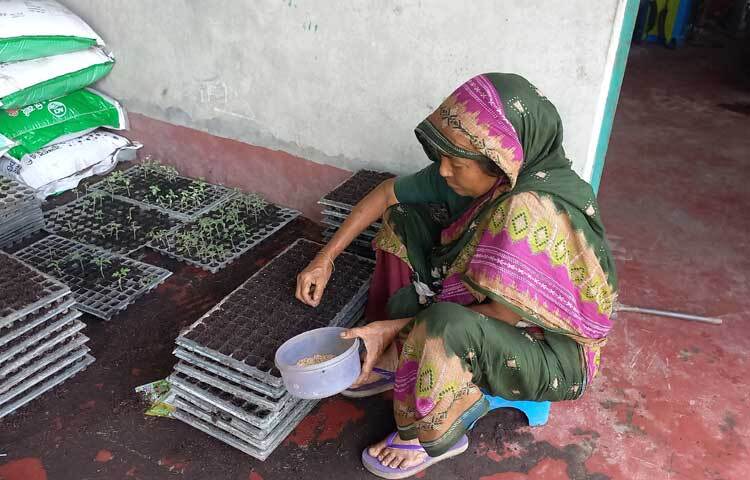 প্লাস্টিকের ট্রেতে নারকেলের ছোবড়া, জৈব সার ও অনুখাদ্যের সংমিশ্রণে মাত্র ১৫-৩০ দিনের মধ্যে বীজ থেকে তৈরি হচ্ছে উন্নত জাতের বেগুন, মরিচ, টমেটো, পেঁপে, বাঁধাকপি, ফুলকপি, লাউ, কলা, তরমুজসহ ২৯ ধরনের সবজি ও ফলের চারা।