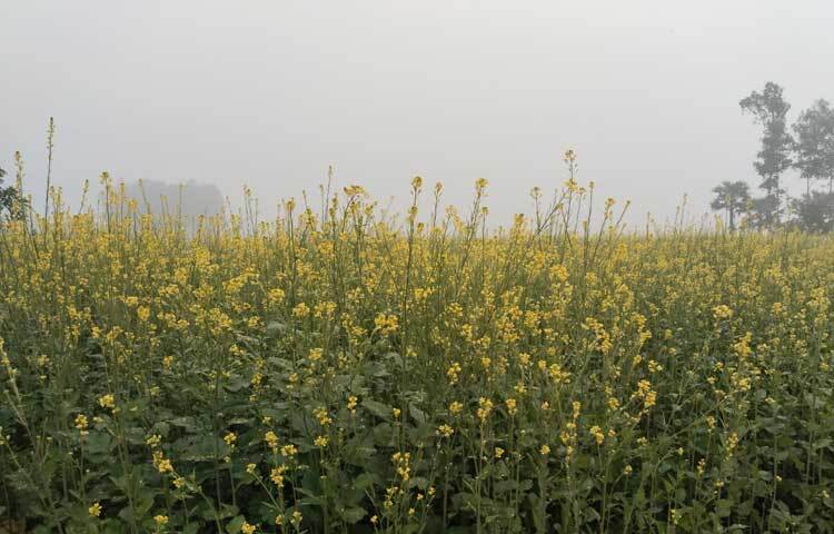 অসময়ে বৃষ্টি ও জলাবদ্ধতার কারণে এ বছর সঠিক সময়ে সরিষার বীজ বপন করতে না পারায় কৃষকেরা ভুট্টা চাষের দিকে ঝুঁকেছেন।