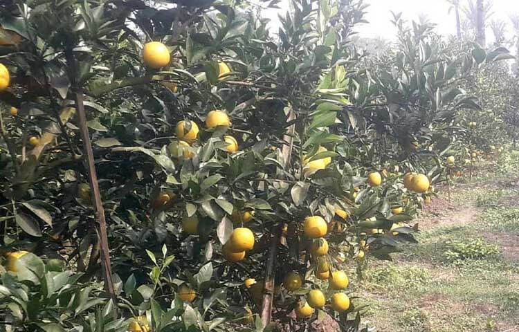 ক্ষেতে ১৭০টি চারা রোপণের পর শুরু করেন নিবিড় পরিচর্যা। কৃষি কর্মকর্তাদের পরামর্শে জৈবপ্রযুক্তি ব্যবহার করে পরিচর্যা শুরু করেন গাছগুলোর। ফল পেতে শুরু করেন ২ বছর পর।