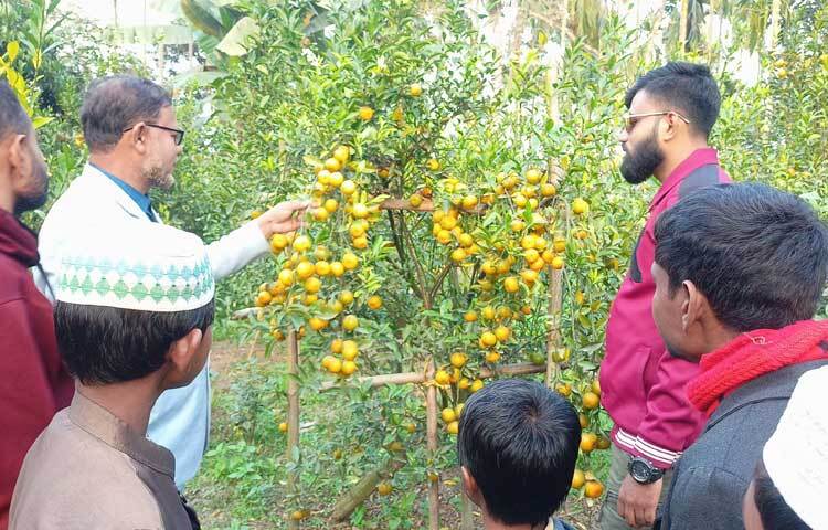 প্রতিটি গাছে প্রচুর পরিমাণ কমলা শোভা পাচ্ছে।