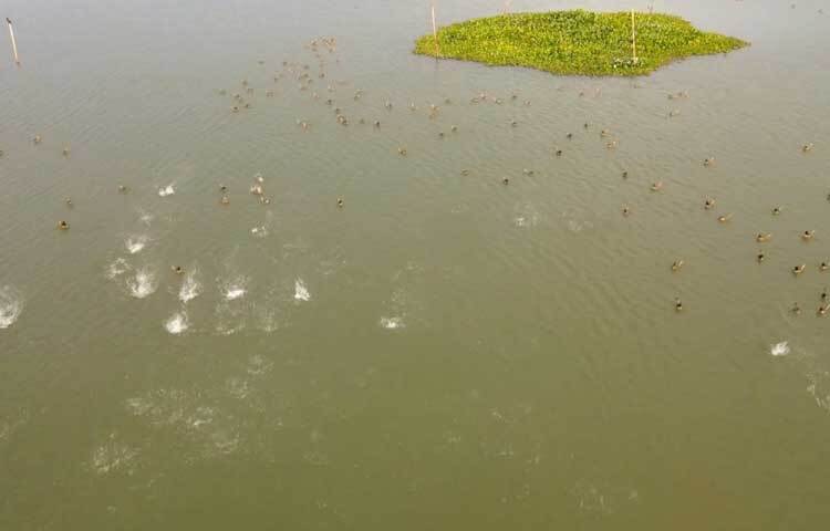 শুকিয়ে আসা বিলের জলে বালিহাঁস, পানকৌড়ির জলকেলির সুখী নৃত্য।