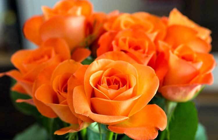 হলুদ রঙের গোলাপ বেশ দামি হয়ে থাকে। সচরাচর সব জায়গায় পাওয়া যায় না এই রঙের গোলাপ। বন্ধুত্বের বন্ধন আরও মজবুত করতে আজকের দিনে বন্ধুকে দিন হলুদ গোলাপ।