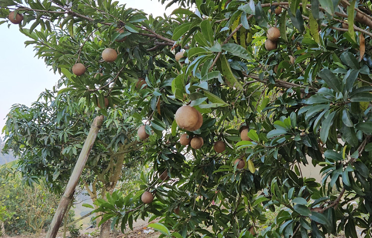উঁচু-নিচু পাহাড়ের গাছে থোকায় থোকায় ঝুলছে থাই সফেদা।