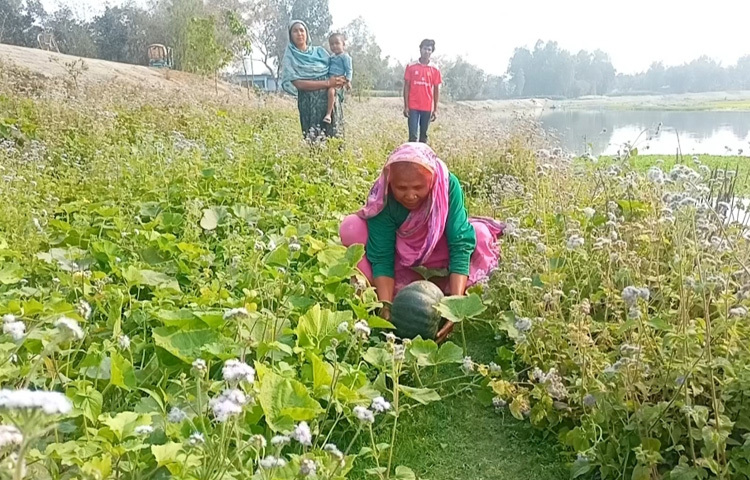 জানা গেছে, পাটগ্রাম উপজেলা কৃষি বিভাগের সহায়তায় কৃষকদের মাঝে বিনা মূল্যে মিষ্টি কুমড়ার বীজ দেওয়া হয়। মিষ্টি কুমড়ার গাছে ৫-১০টি ফল আসে। বিনা মূল্যে বীজ ও কম খরচে ভালো ফসল পেয়ে খুশি চাষিরা।
