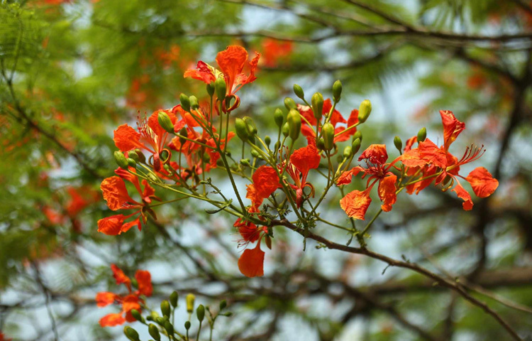 প্রতি বছর এই সময় কৃষ্ণচূড়া শুধু ফুল ফোটায় না, ফোটায় এক রকম আবেগ। মনে করিয়ে দেয় কঠিন সময়ের মাঝেও রঙিন হয়ে ওঠা যায়।
